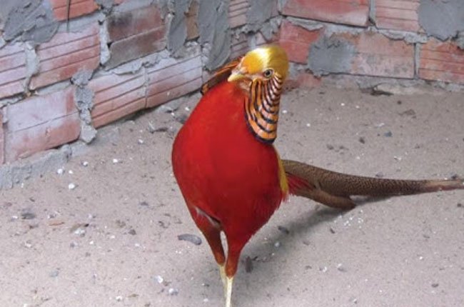 HCM: Cung cấp Gà Đông Tảo, Gà chín cựa, Trĩ bảy màu, Trĩ thịt ...