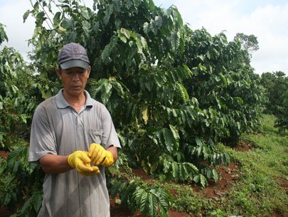 Khó bắt đáy giá cà phê