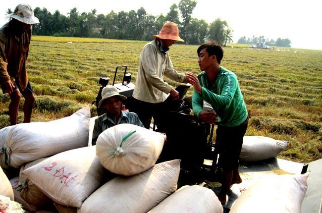 Giá gạo Việt Nam vượt Thái Lan