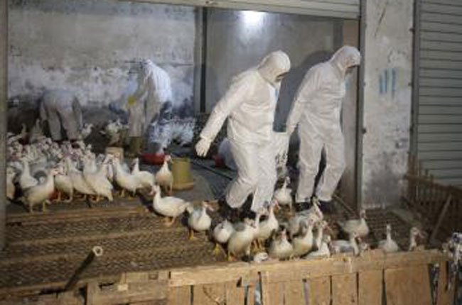 WHO: Trung Quốc có thêm 7 trường hợp nhiễm H7N9 mới