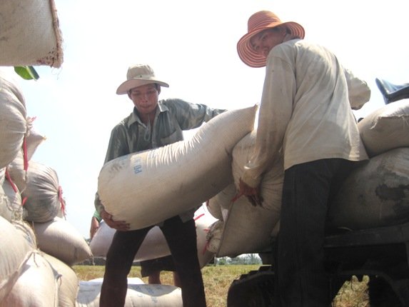 Giá lúa gạo tại ĐBSCL tiếp tục giảm so với tuần trước. Trong ảnh là nông dân đang thu hoạch lúa. Ảnh: Trung Chánh
