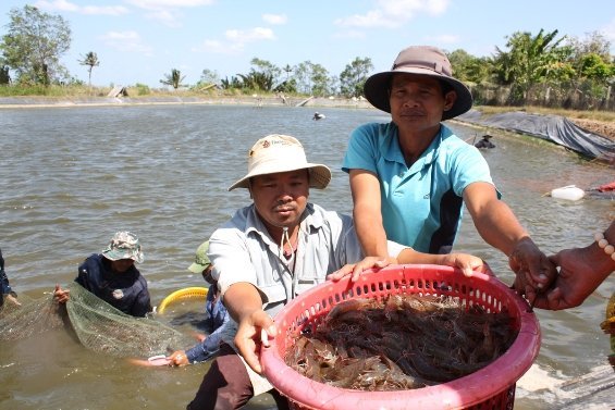 Dịch bệnh thủy sản: vì sao bùng phát mạnh? Dịch bệnh thủy sản: vì sao bùng phát mạnh?