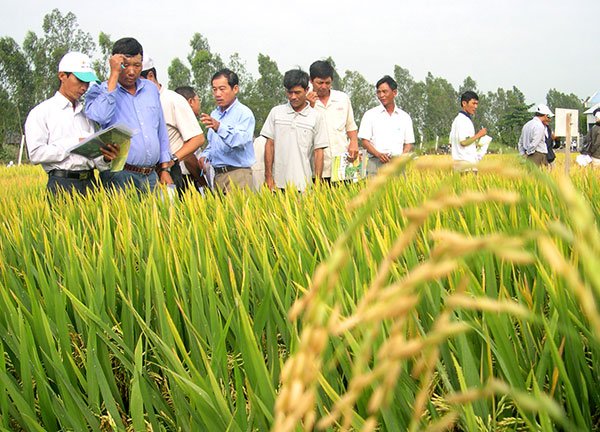 Cán bộ trường Đại học Cần Thơ hướng dẫn kỹ thuật trồng lúa cho nông dân tỉnh An Giang. Ảnh: LÊ HOÀNG VŨ