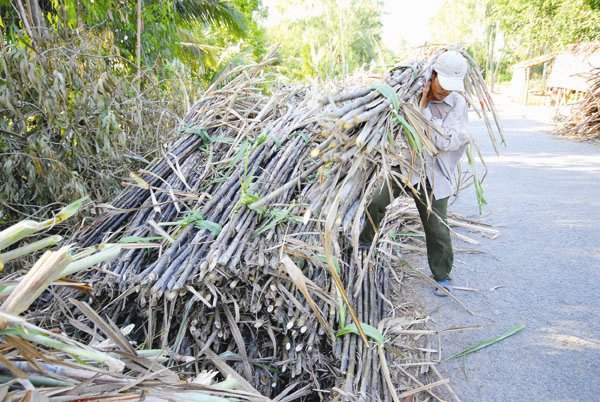 Sự chuyển hướng của các doanh nghiệp có tiền lực tài chính mạnh gần đây đang khiến thị trường đặt câu hỏi: liệu nông nghiệp có phải là một trào lưu đầu tư mới sau ngân hàng, chứng khoán và bất động sản? Ảnh: LÊ HOÀNG VŨ