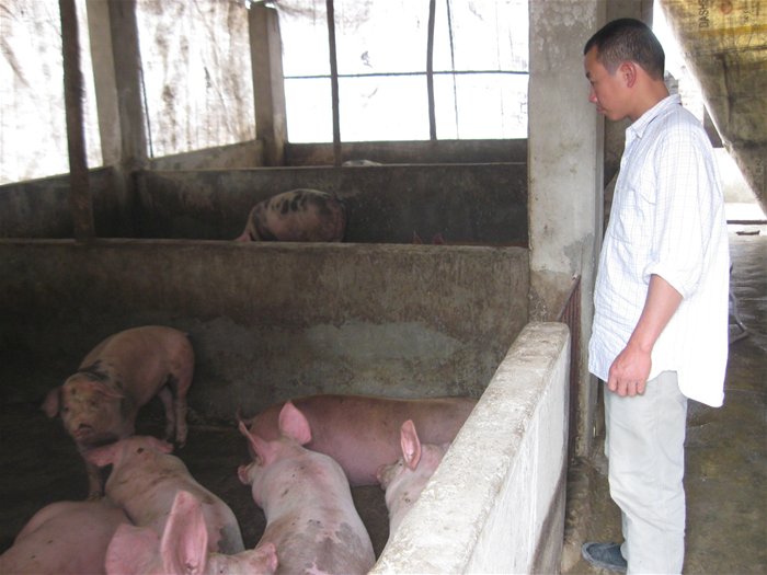 Tại một số địa phương vẫn còn tình trạng sử dụng chất cấm trong chăn nuôi - Ảnh minh họa: Thùy Dung