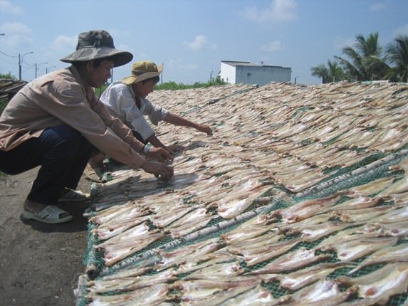 Hiện chỉ có 8% HTX nông nghiệp ở ĐBSCL có tham gia tiêu thụ sản phẩm cho xã viên. Trong ảnh là nhân công đang phơi cá khô tại một HTX ở ĐBSCL. Ảnh: Trung Chánh