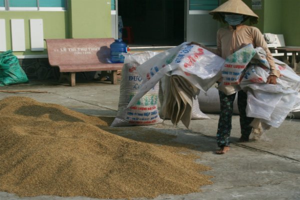 Nông dân với lúa vừa phơi