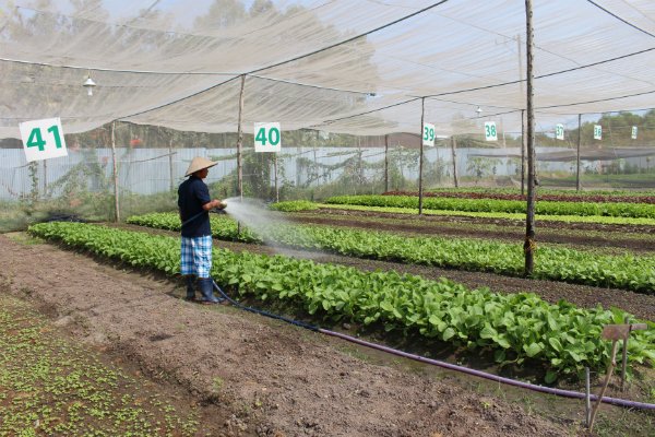 Phải liên kết mới làm được nông nghiệp hữu cơ