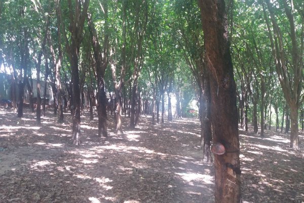 http://www.thesaigontimes.vn/Uploads/Articles/156831/74641_13.2.caosu.jpg