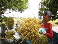 TPHCM thí điểm mô hình nông thôn mới tại 6 xã