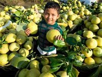 Bưởi Năm Roi. - tinkinhte.com