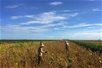 Nông dân Brazil phá bỏ mía, trồng đậu nành để đáp ứng nhu cầu Trung Quốc Nông dân Brazil phá bỏ mía, trồng đậu nành để đáp ứng nhu cầu Trung Quốc