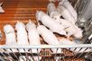 Để thoát khỏi vòng luẩn quẩn giá thịt heo Để thoát khỏi vòng luẩn quẩn giá thịt heo