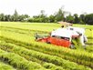 Nông nghiệp 4.0: bao giờ? Nông nghiệp 4.0: bao giờ?