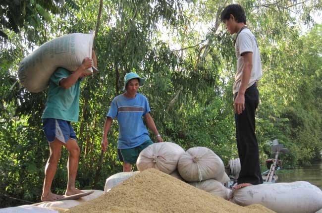 Lúa chất lượng cao: Bao giờ?