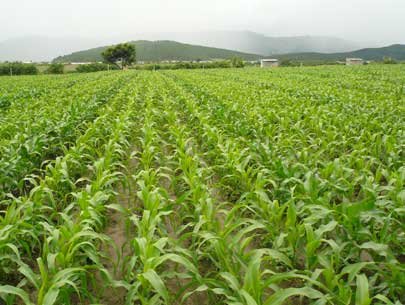 Việt Nam muốn mở rộng diện tích trồng bắp - Ảnh: TL.