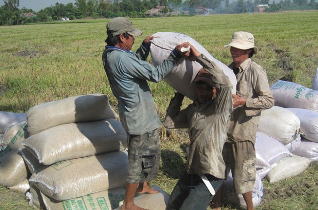 Ai tạm trữ lúa gạo: “Cuộc chiến” chưa hồi kết