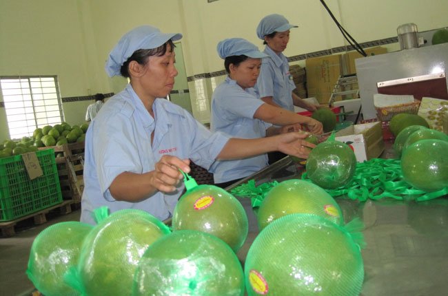 Công nhân Công ty Hương Miền Tây (Bến Tre) chuẩn bị sản phẩm xuất khẩu - Ảnh: TC.