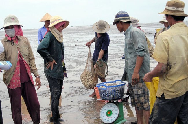 Nghêu giảm giá, nông dân vẫn lãi lớn