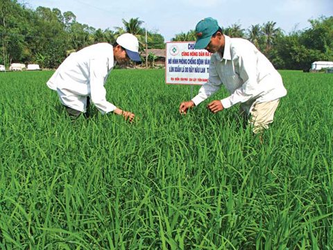 Tài trợ xây dựng thương hiệu gạo quốc gia