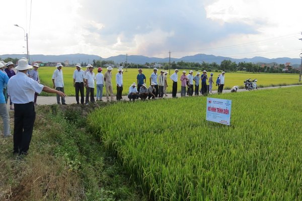 Nông dân tham quan mô hình sử dụng phân bón Mặt Trời Mới tại xã Hòa Trị (huyện Phú Hòa, Phú Yên) cho năng suất cao.