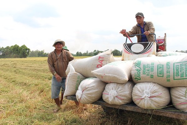 Việt Nam giành được hợp đồng xuất khẩu 29.000 tấn gạo cho Philippines trong phiên mở thầu hôm nay, 18-10. Trong ảnh, nông dân đang thu hoạch lúa. Ảnh: Trung Chánh