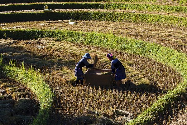 Cảnh gặt lúa của đồng bào dân tộc.