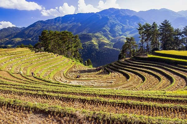 Những thửa ruộng đã gặt xong.