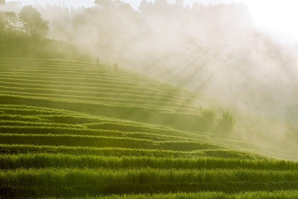 Ruộng bậc thang trong sương sớm.