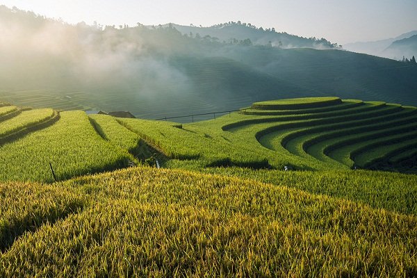 Lúa đã bắt đầu chín vàng trên những thửa ruộng.