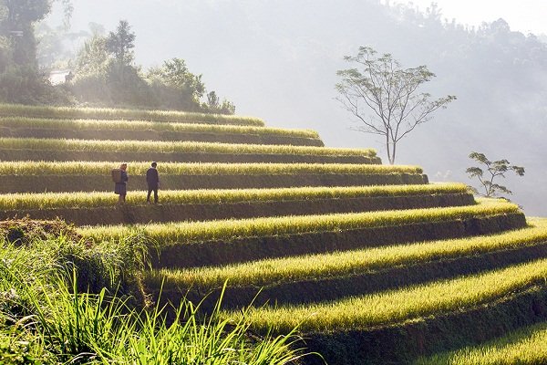 Bình minh trên những dải ruộng bậc thang Mù Căng Chải.