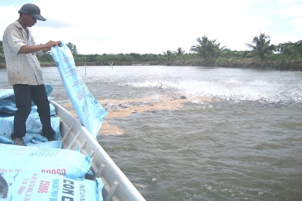 Vì sao giá cá tra lao dốc mạnh? Vì sao giá cá tra lao dốc mạnh?